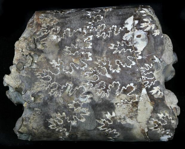 Fossil Baculites Section - South Dakota #33888